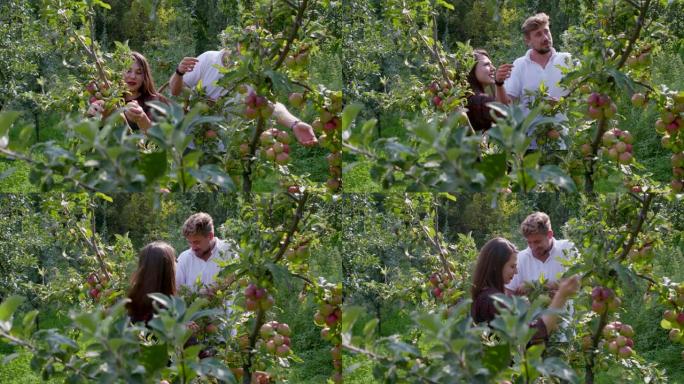 年轻夫妇在有机果园采摘成熟的苹果