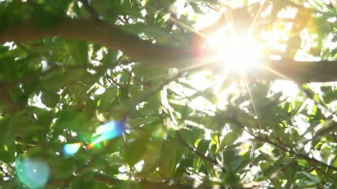 泰国清迈阳光照射的树的叶子