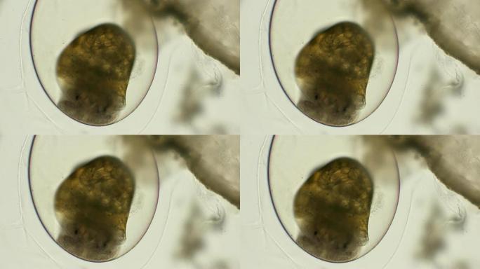 在显微镜下，形成的耳蜗胚胎的运动