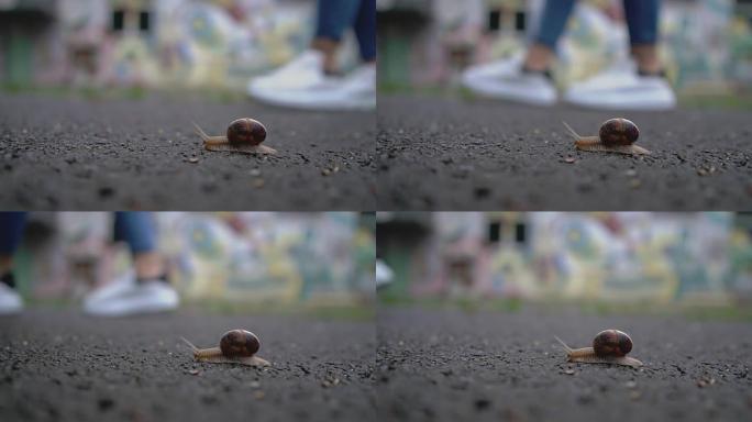 蜗牛在沥青上行走-股票视频