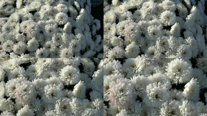 花园里有秋天的花儿。深秋早晨有冻水露珠的花。