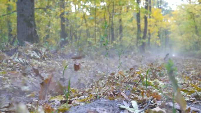 摩托车手在秋天的森林中骑行。摩托车沿着木头小路踢起干燥的落叶。骑自行车的人在大自然中训练。极限运动。