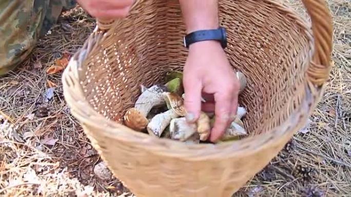 人类在篮子里做森林蘑菇