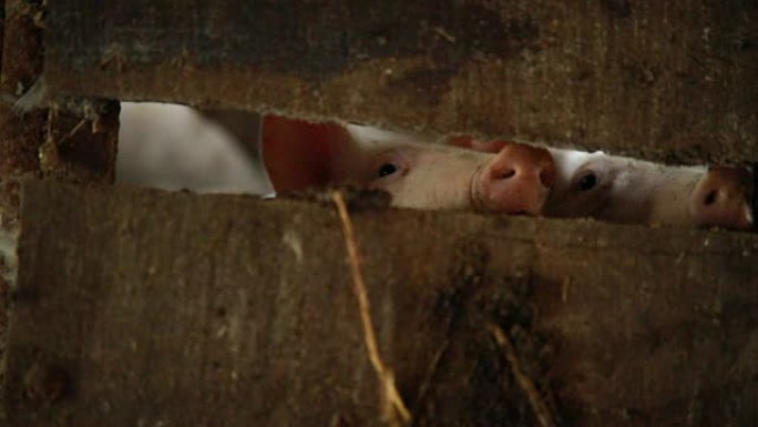 可爱的猪鼻子穿过谷仓木板