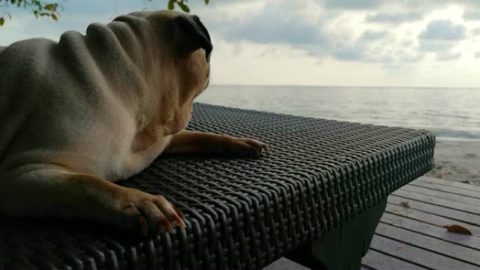 孤独的哈巴狗，有着悲伤的大眼睛，在海滩上充满疑问的表情