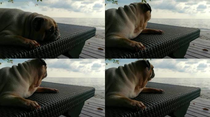 孤独的哈巴狗，有着悲伤的大眼睛，在海滩上充满疑问的表情