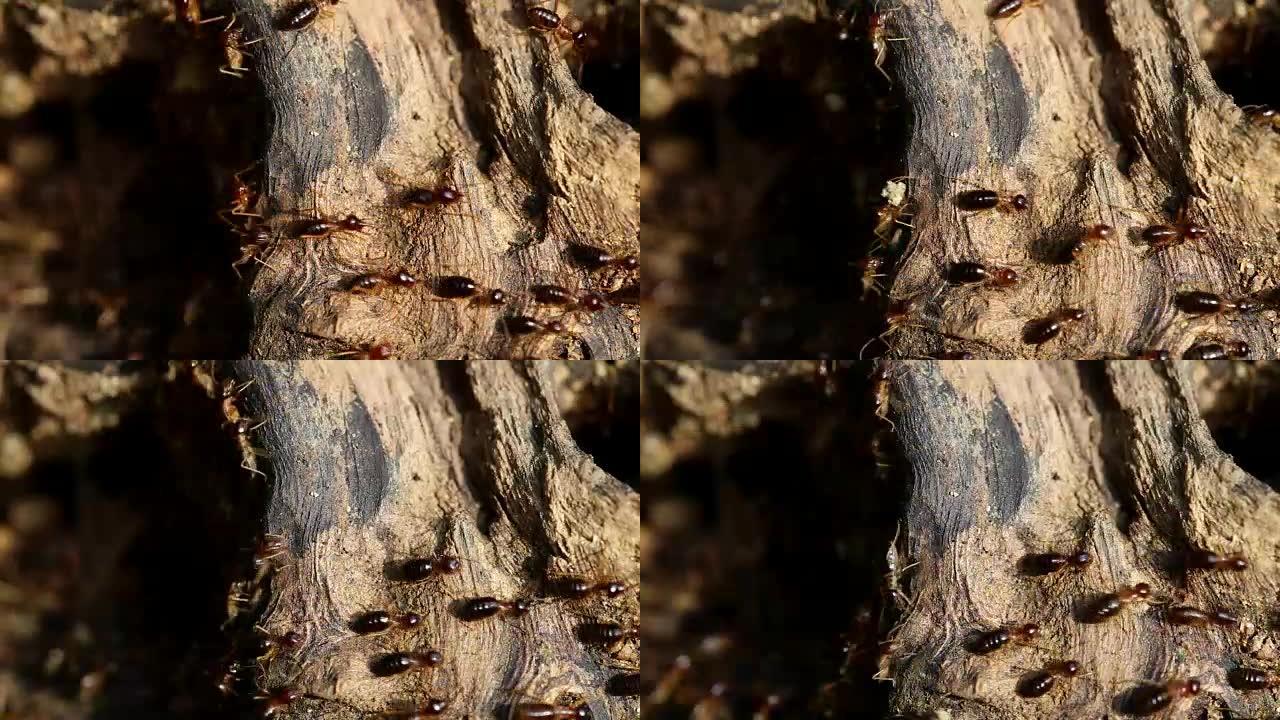白蚁，白蚁像动物一样吃木头