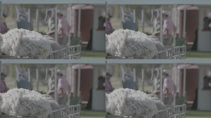 在澳大利亚农场的公羊拍卖会上剪羊毛，慢动作