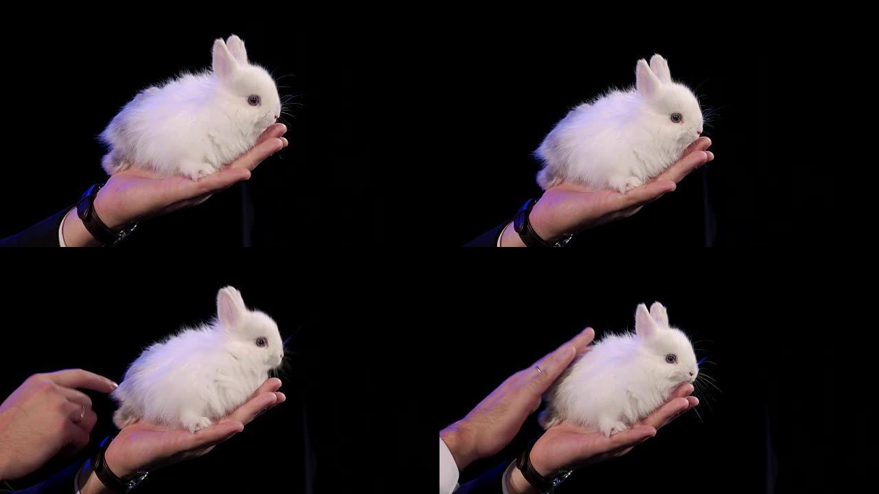 兔子在黑暗的舞台上坐在魔术师的手臂上
