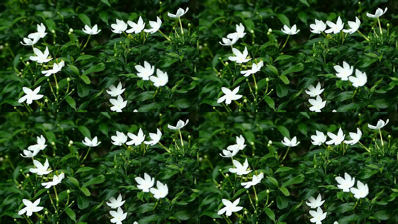 温暖阳光下的白色茉莉花