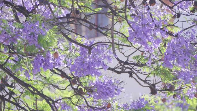 4K蓝花楹 西昌蓝花楹