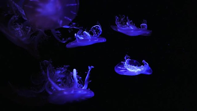 特写水母，霓虹灯鱼缸中的美杜莎。水母是自由游泳的海洋coelenterate，具有典型透明的果冻状钟
