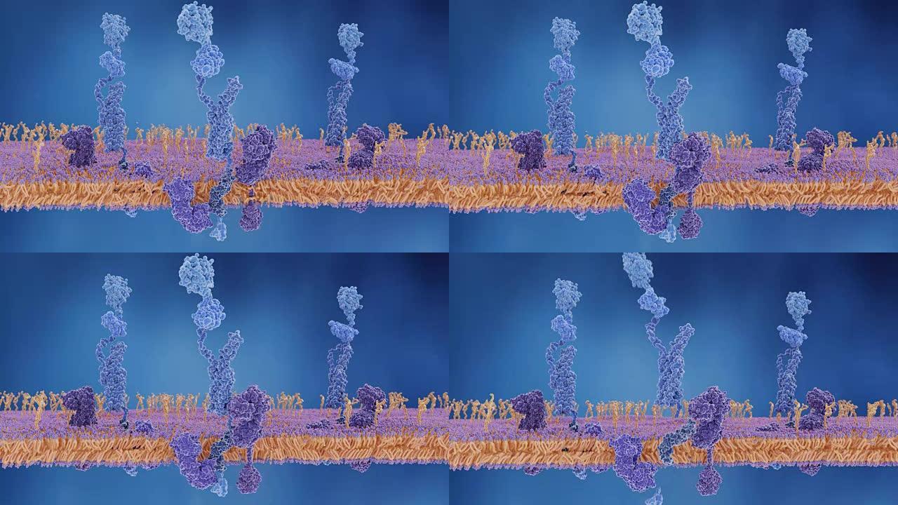 淀粉样蛋白前体蛋白被 γ 和 β 分泌酶切割，并释放 β 淀粉样肽，这与阿尔茨海默氏病有关。