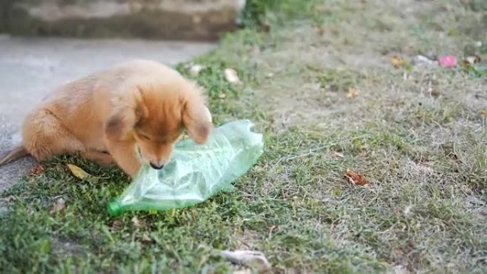 小狗玩塑料瓶