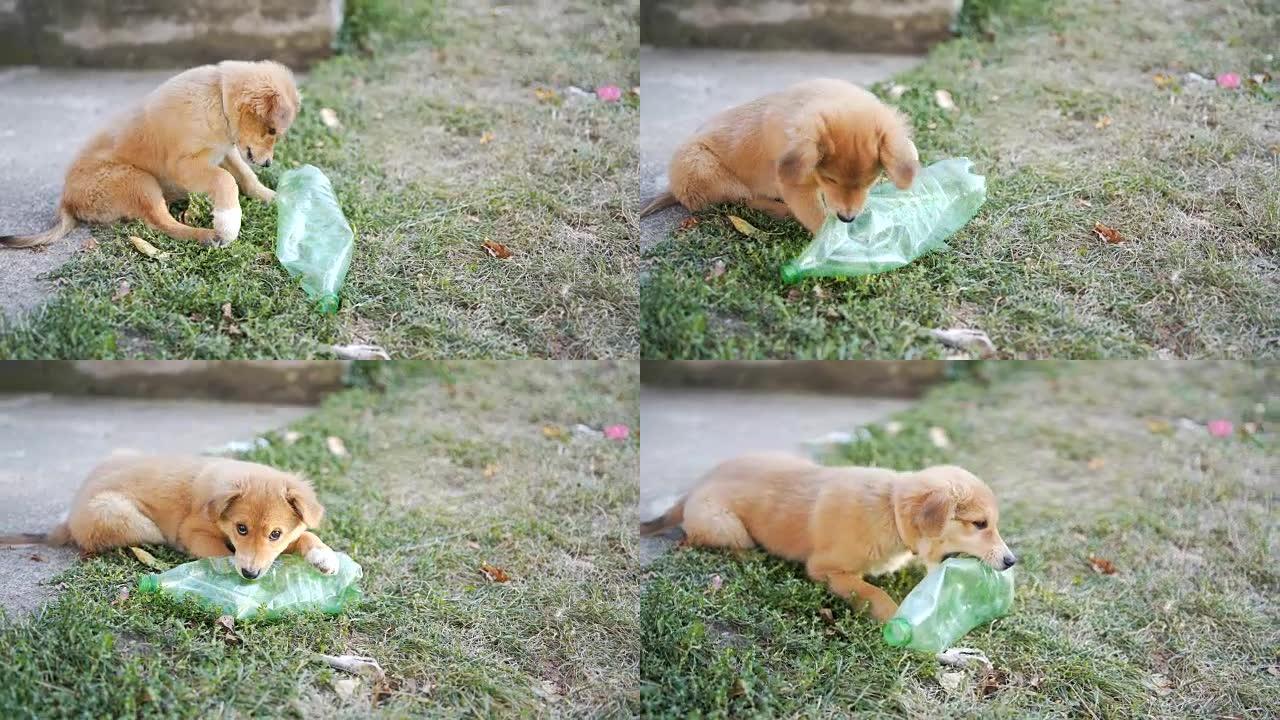 小狗玩塑料瓶