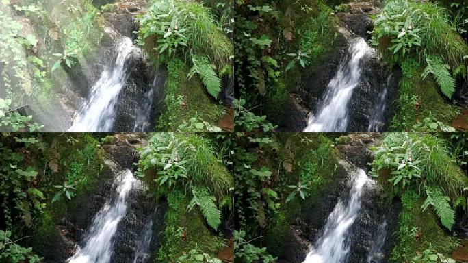 夏日树林中赋予生命的春溪瀑布。