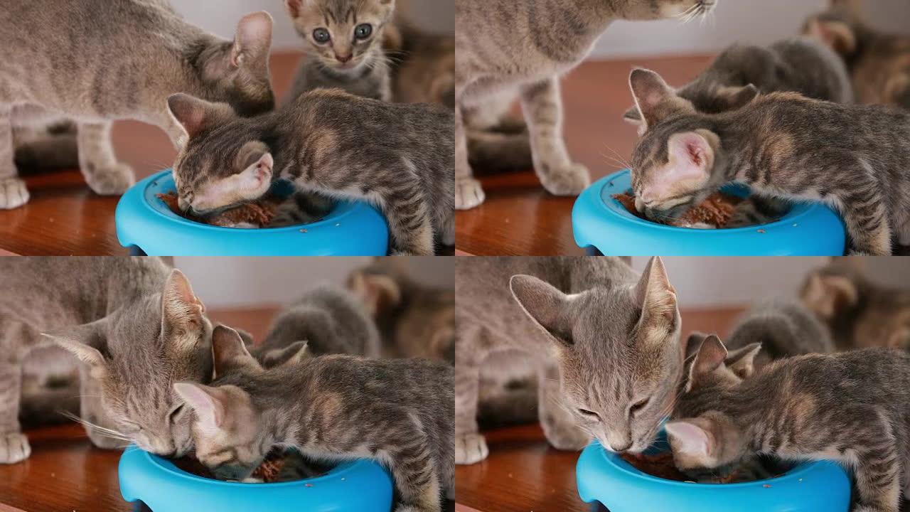 大猫和小猫从盘子里吃肉