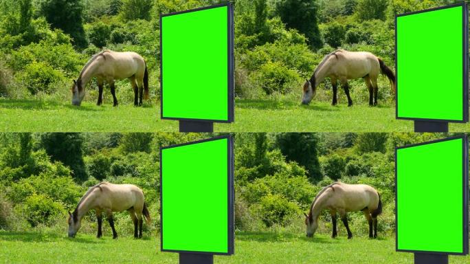 绿色草地上的马匹背景上的广告牌绿色屏幕
