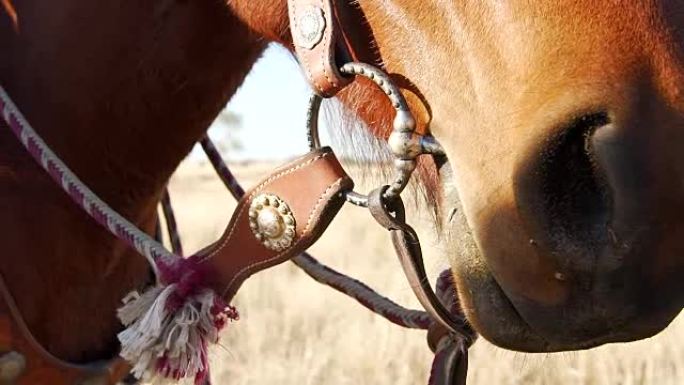马、鞍、带和缰绳切割