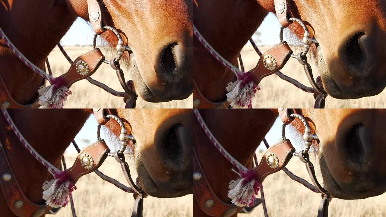 马、鞍、带和缰绳切割