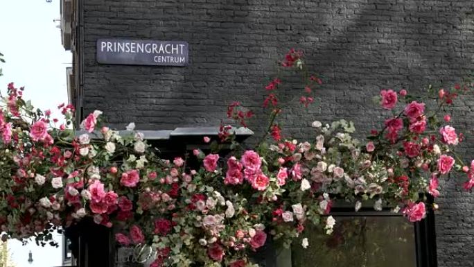 在阿姆斯特丹prinsengracht (王子运河) 的建筑物上生长的玫瑰