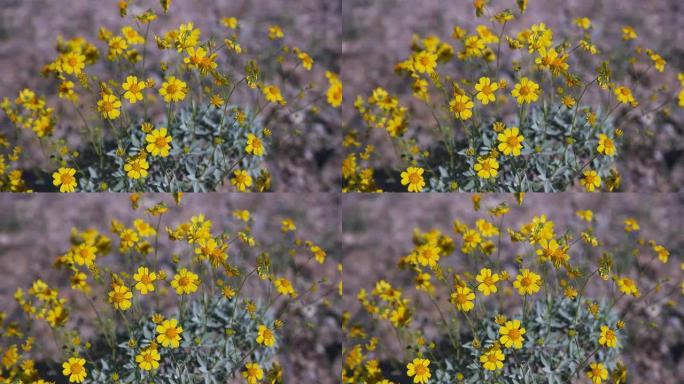 黄色的刺灌木花在亚利桑那州的一个村庄附近
