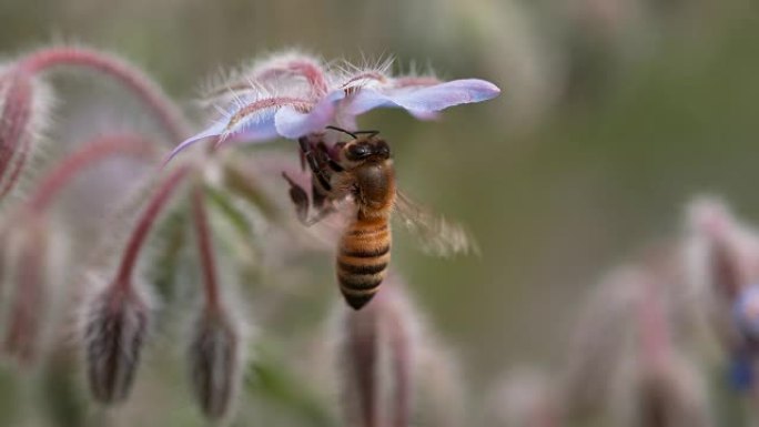 蜜蜂觅食琉璃苣花
