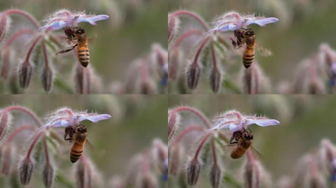 蜜蜂觅食琉璃苣花
