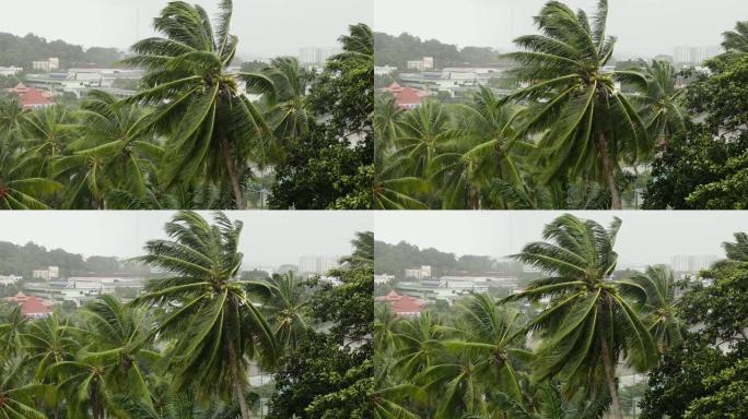 暴风雨中的椰子树。