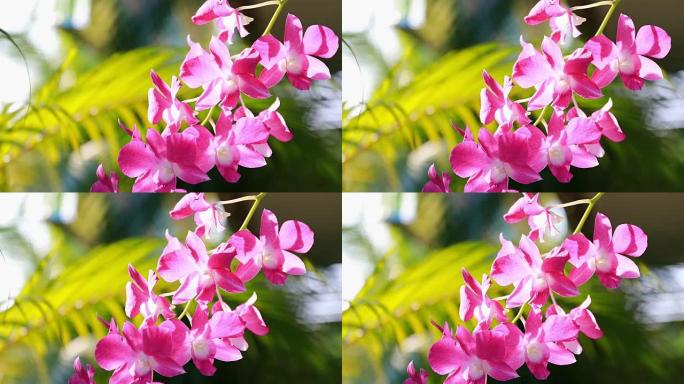 粉色兰花花