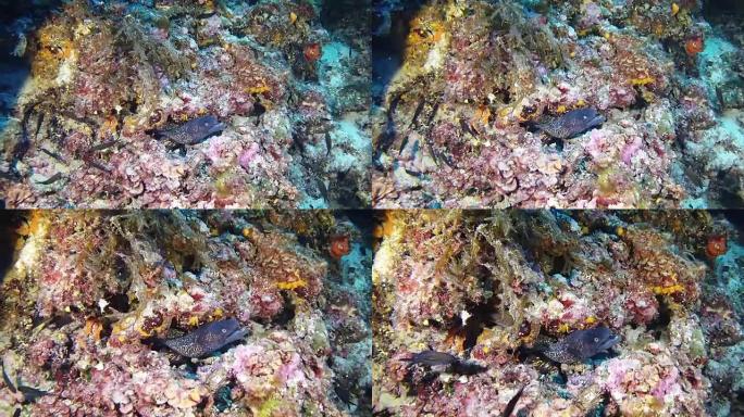在五颜六色的礁石中深潜海鳗