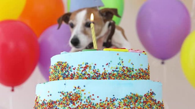 带派对帽和生日蛋糕的可爱的狗