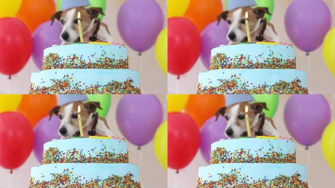 带派对帽和生日蛋糕的可爱的狗