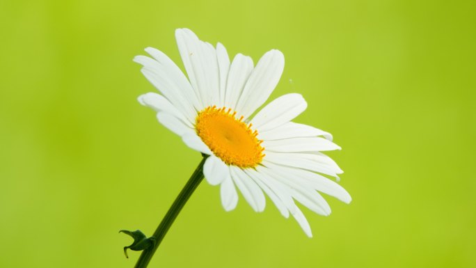 滨菊甘菊雏菊向日葵白色橙色花朵