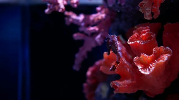 水族馆里的海马。