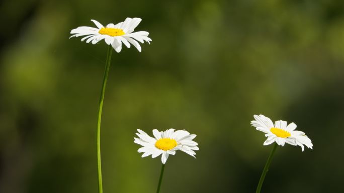 甘菊黄白色花朵实拍镜头