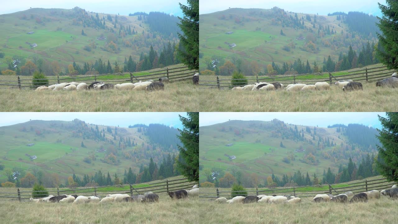雾蒙蒙的草地上的羊群。