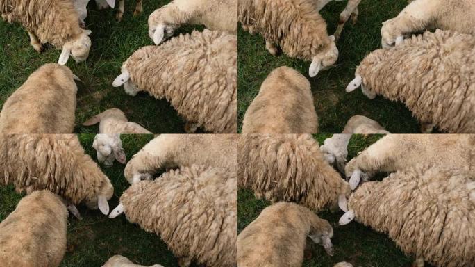 在乡村农场的绿草田里吃羊