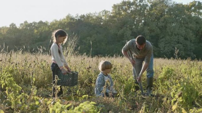 带着孩子的农民在生态农场的田地上收获有机甘薯。
