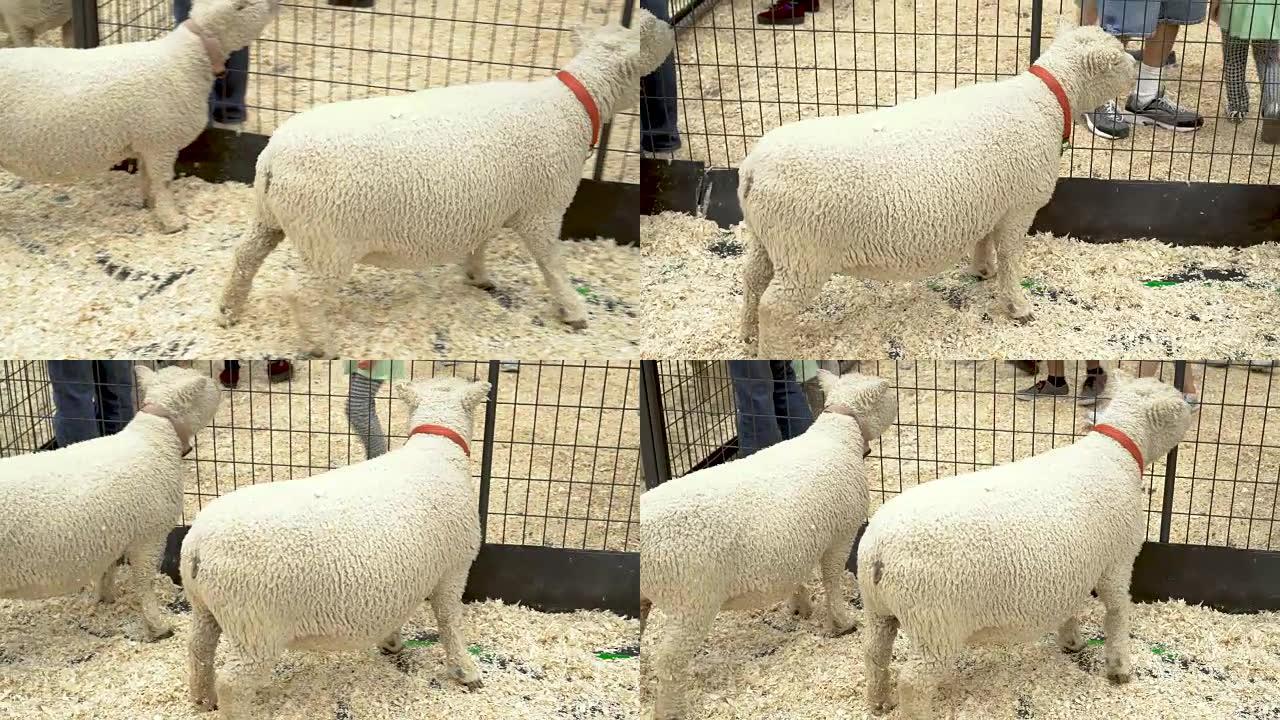 在县集市的一个宠物动物园里的4k娃娃羊