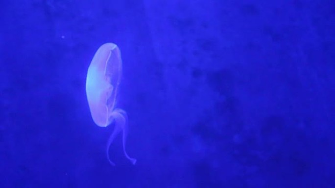 在水族馆中移动黑光的jelly鱼