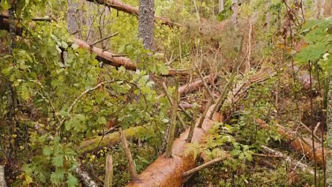 强大的风暴后破碎的森林