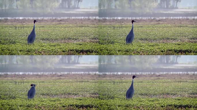 尼泊尔巴迪亚国家公园的Sarus crane