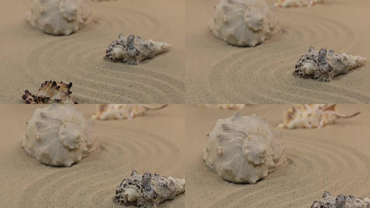 接近站在沙子之字形上的贝壳。多莉开枪