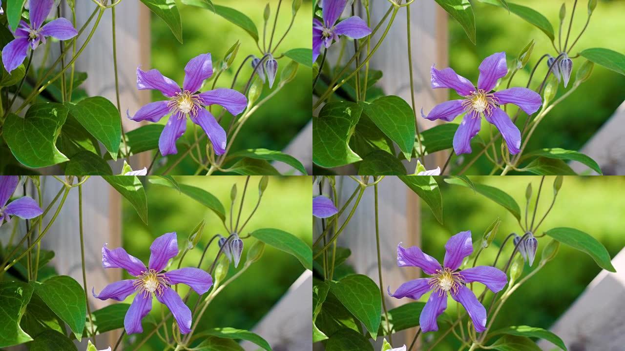 花园里铁线莲的紫色花朵