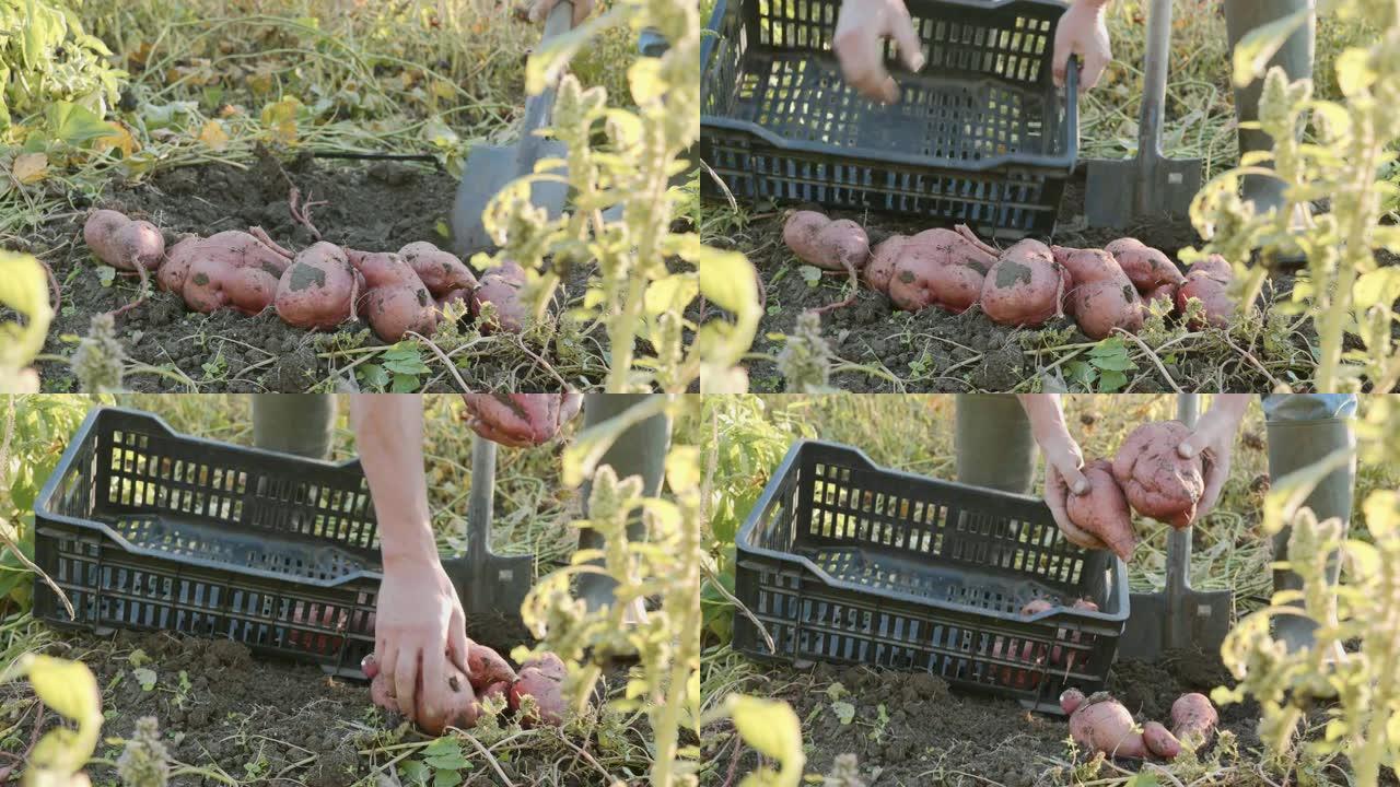 农民用showel挖掘并在田间收获红薯