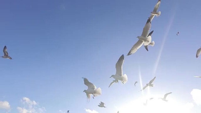 在阳光光线中飞翔的海鸥
