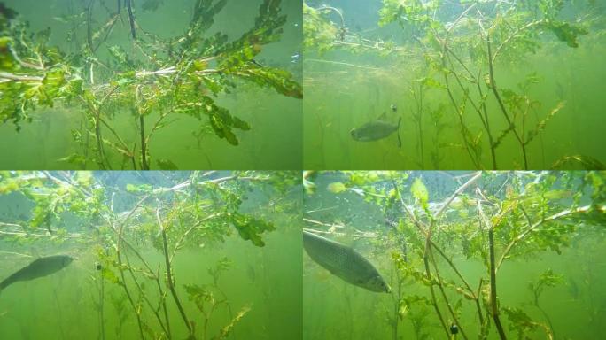 钩子上的普通蟑螂。在淡水湖钓鱼的水下视频。