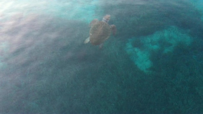 卡瑞塔海龟在海里游泳，博德鲁姆海与卡瑞塔