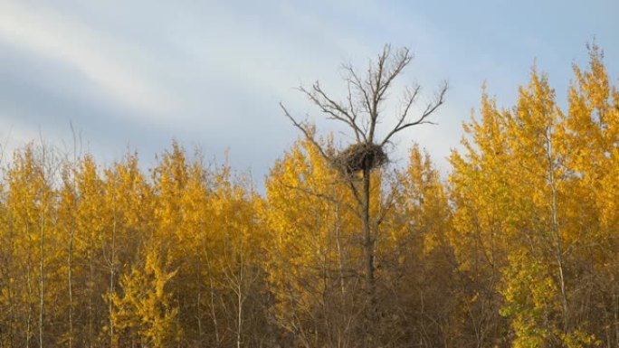 黄叶中秋天森林中干燥的树上的大巢